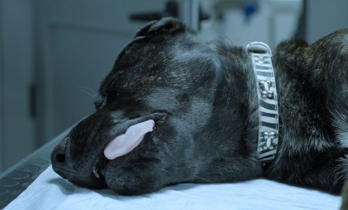 忠犬之死